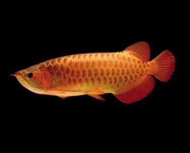 金龍魚尺寸不一樣混養會怎么樣嗎：金龍魚可以混養嗎 金龍魚尺寸不一樣混養會怎么樣嗎：金龍魚可以混養嗎 龍魚百科 第1張