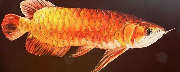 金龍魚尺寸不一樣混養會怎么樣嗎：金龍魚可以混養嗎 金龍魚尺寸不一樣混養會怎么樣嗎：金龍魚可以混養嗎 龍魚百科 第3張
