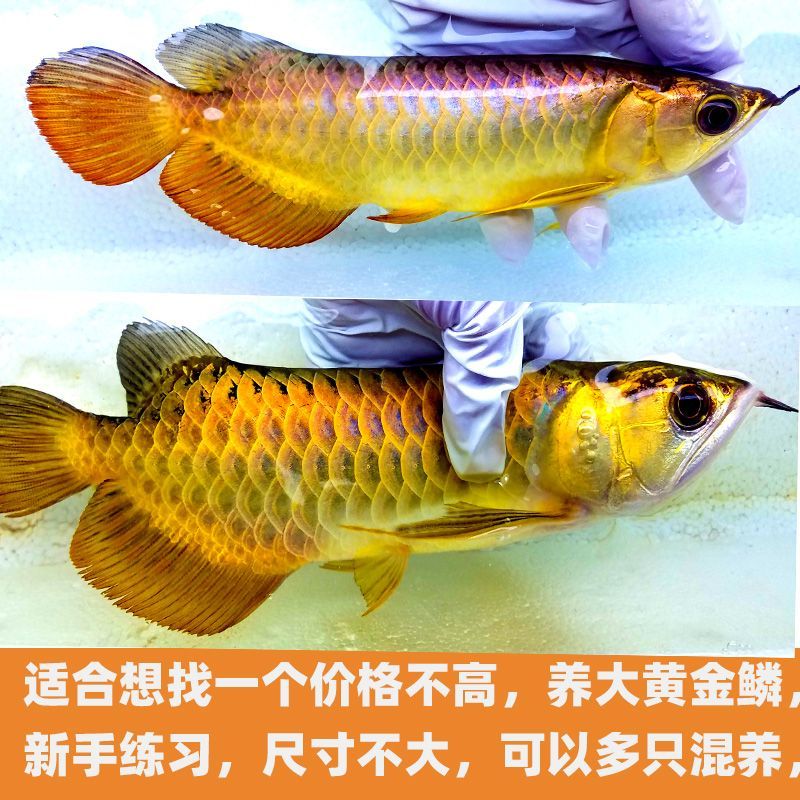 金龍魚尺寸不一樣混養會怎么樣嗎：金龍魚可以混養嗎 金龍魚尺寸不一樣混養會怎么樣嗎：金龍魚可以混養嗎 龍魚百科 第5張