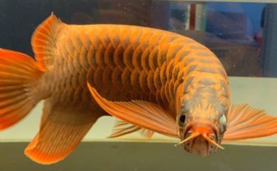 龍魚身上鱗片發紅：龍魚身上鱗片發紅怎么辦