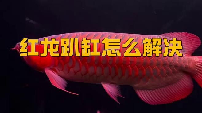 紅龍魚為什么有時趴缸不動 紅龍魚為什么有時趴缸不動 龍魚百科 第2張