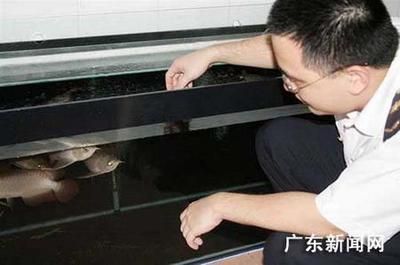 紅龍魚批發市場廣東的 龍魚百科 第3張 紅龍魚批發市場廣東的 紅龍魚批發市場廣東的 龍魚百科 第3張