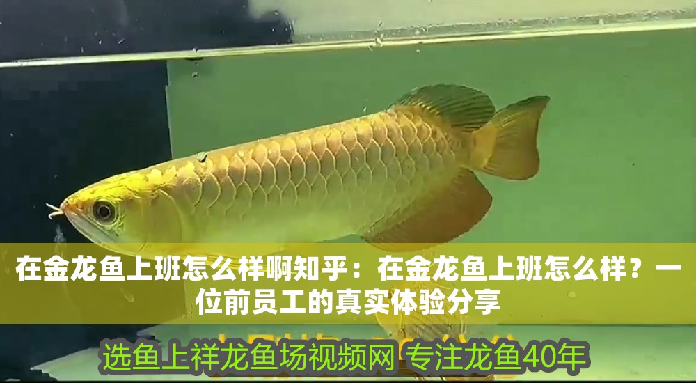 在金龍魚上班怎么樣啊知乎：在金龍魚上班怎么樣？一位前員工的真實(shí)體驗(yàn)分享