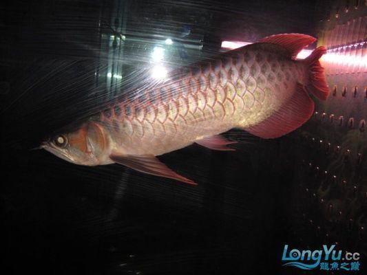 什么牌子的紅龍魚最好養（泗水紅龍、超神、孟吉爾、利華漁業紅龍魚養殖技巧入門）