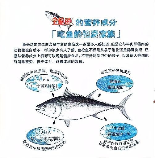 金龍魚和金槍魚一樣嗎