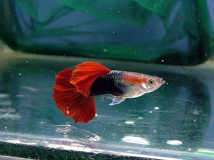 龍魚和錦鯉的壽命分別有多長？