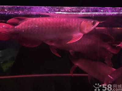 頂級龍魚批發商家（頂級龍魚批發商家信息） 頂級龍魚批發商家（頂級龍魚批發商家信息） 龍魚百科 第3張