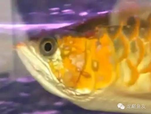 如何處理新到家的膽小龍魚（如何處理新到家的龍魚）