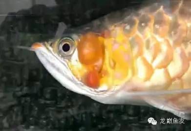如何處理新到家的膽小龍魚（如何處理新到家的龍魚）