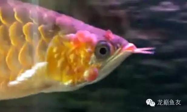 如何處理新到家的膽小龍魚（如何處理新到家的龍魚）