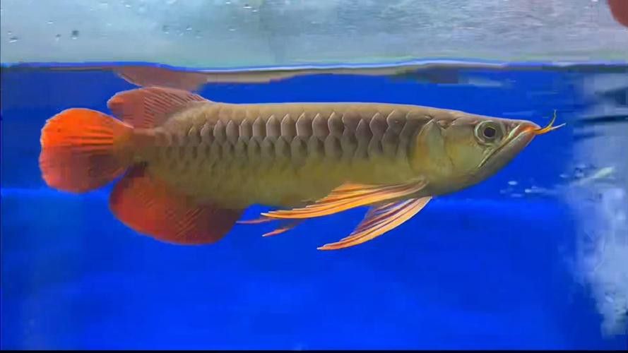 百萬紅龍魚圖片