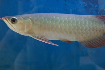 紅龍魚怎么樣爬背快（紅龍魚怎么養爬背快）