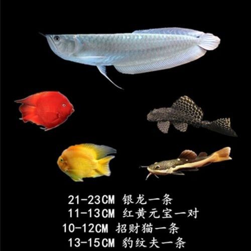 銀龍魚的品種和價格圖
