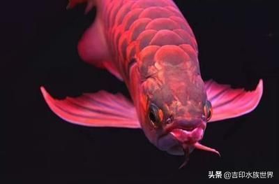 龍魚(yú)胡子軟了：龍魚(yú)的胡子變軟可能是由于多種原因引起的，可能是由于多種原因引起的 龍魚(yú)胡子軟了：龍魚(yú)的胡子變軟可能是由于多種原因引起的，可能是由于多種原因引起的 龍魚(yú)百科 第1張