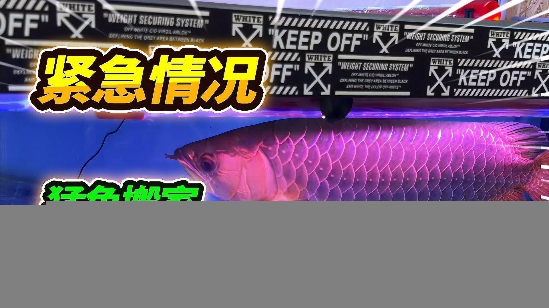 如何飼養澳洲星點龍魚？
