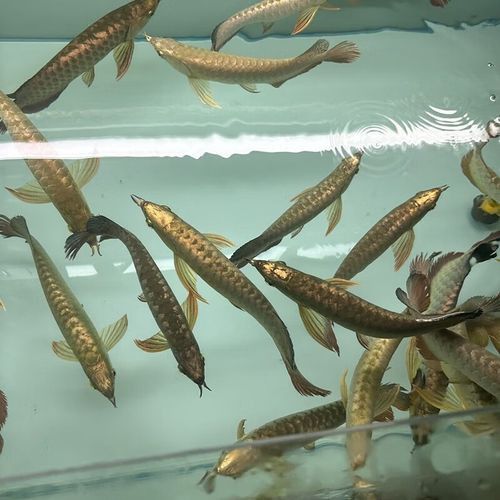 福龍魚價格及圖片大全欣賞