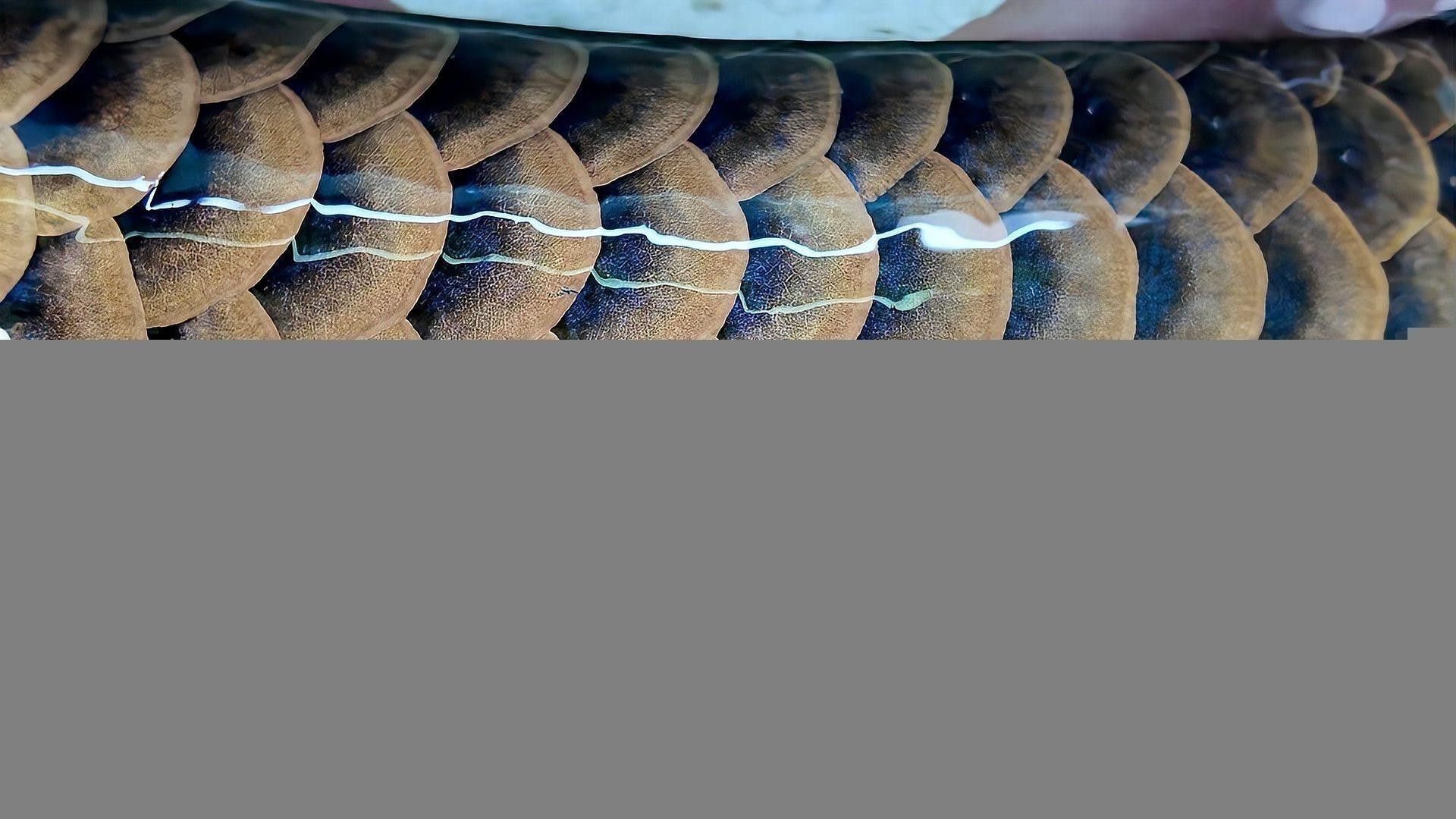 如何判斷古典龍魚是否發(fā)色成功？ 如何判斷古典龍魚是否發(fā)色成功？ 龍魚百科 第2張