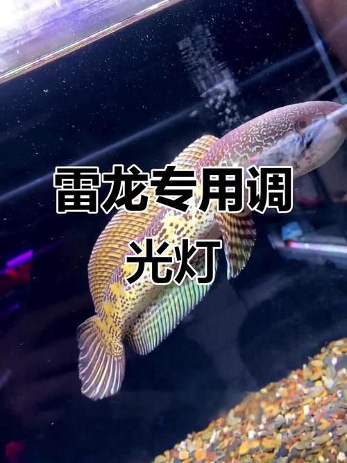 如何減少雷龍魚的應激反應？
