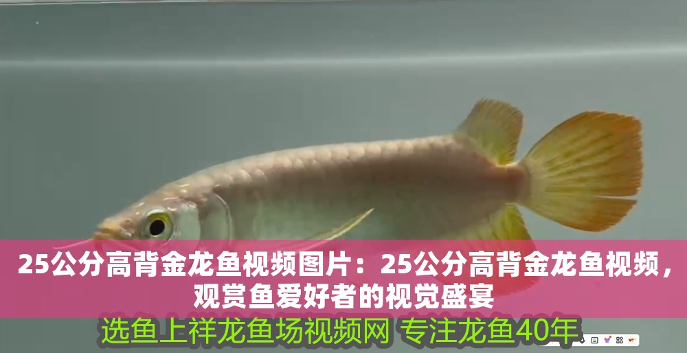 25公分高背金龍魚視頻圖片：25公分高背金龍魚視頻，觀賞魚愛好者的視覺盛宴 25公分高背金龍魚視頻圖片：25公分高背金龍魚視頻，觀賞魚愛好者的視覺盛宴 龍魚百科 第1張