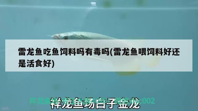 雷龍魚飼料魚可以吃嗎有毒嗎：如何辨別雷龍魚飼料魚質量，雷龍魚飼料魚的適宜喂養量 雷龍魚飼料魚可以吃嗎有毒嗎：如何辨別雷龍魚飼料魚質量，雷龍魚飼料魚的適宜喂養量 龍魚百科 第2張