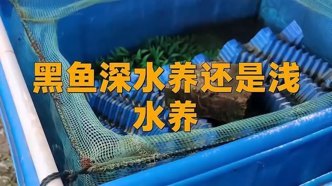 黑魚養(yǎng)殖需要多大的池塘？