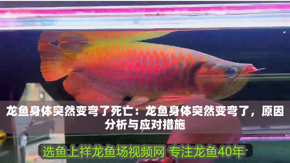 龍魚(yú)身體突然變彎了死亡：龍魚(yú)身體突然變彎了，原因分析與應(yīng)對(duì)措施
