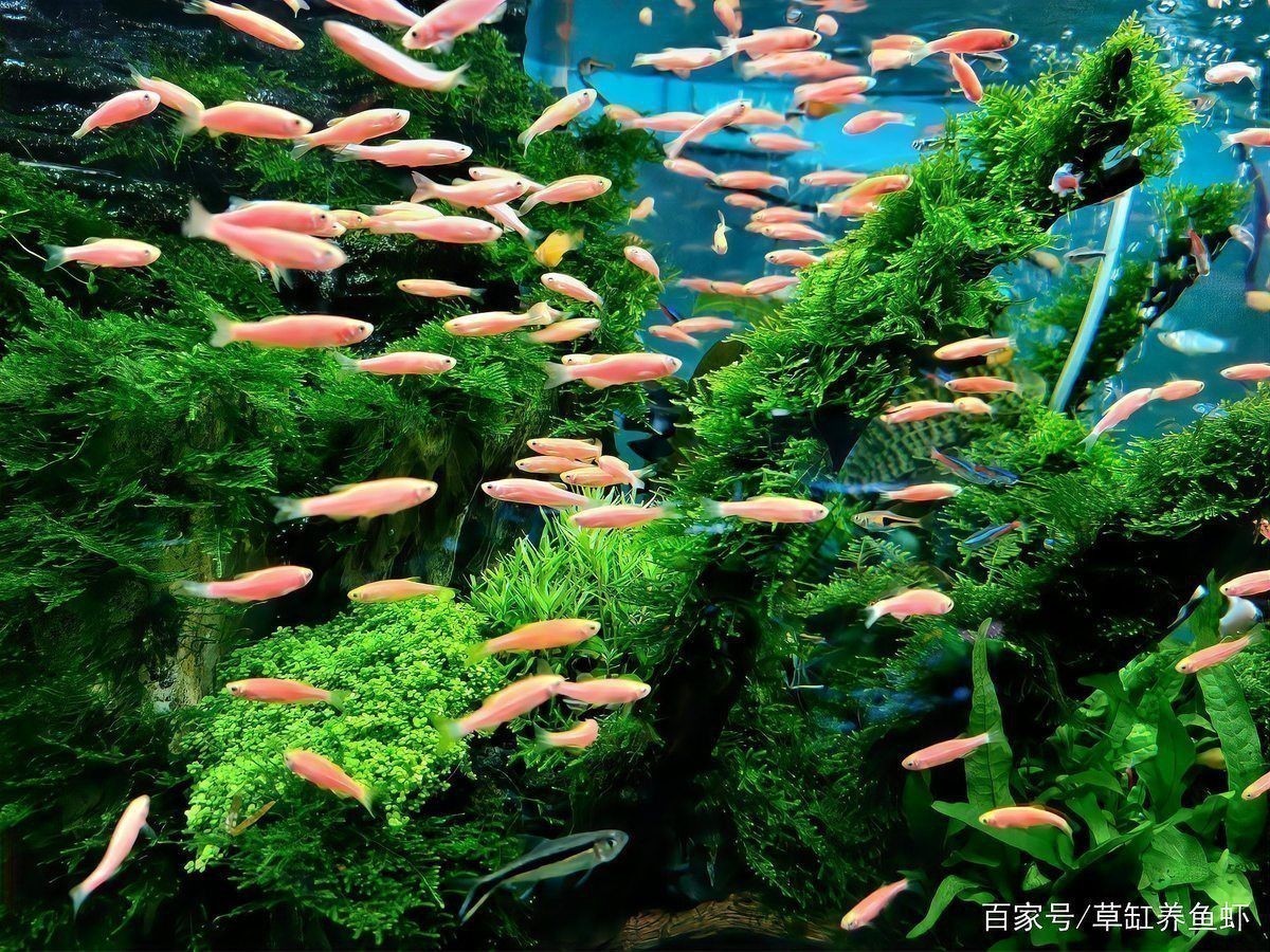 哪些冷水魚可以混養 哪些冷水魚可以混養 龍魚百科 第2張