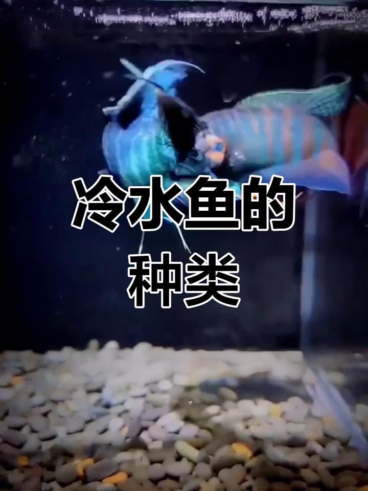 哪些冷水魚可以混養 哪些冷水魚可以混養 龍魚百科 第5張