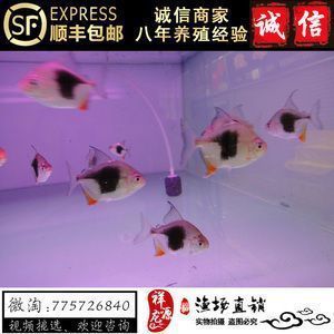 銀板魚混養食物殘渣處理：銀板魚可以和龍魚混養嗎？