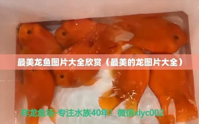 高清龍魚壁紙：123個(gè)原創(chuàng)高質(zhì)量的龍魚動(dòng)態(tài)桌面壁紙圖片素材