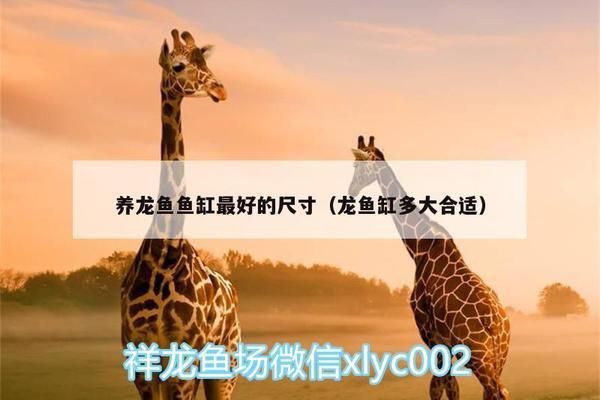 龍魚的缸要多大，關于龍魚缸最佳尺寸的詳細信息