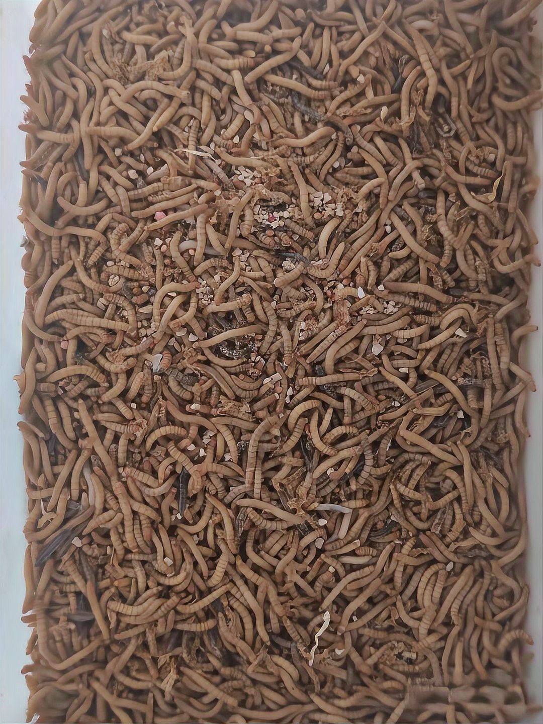 龍魚吃面包蟲嗎？