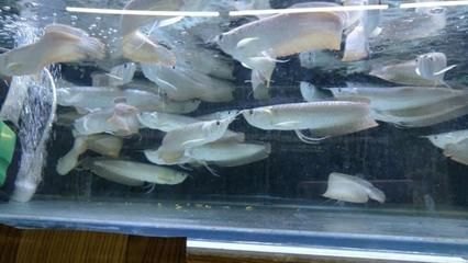 銀龍魚苗日常護理全攻略：如何判斷銀龍魚苗健康狀態，銀龍魚苗飼料選擇指南，銀龍魚苗繁殖技巧分享