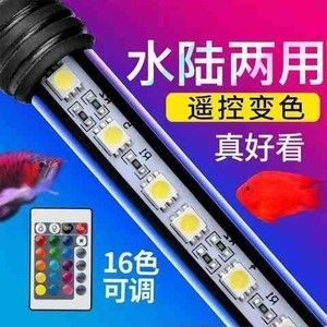 龍魚(yú)燈管應(yīng)該放在哪個(gè)部位：在飼養(yǎng)龍魚(yú)的過(guò)程中，燈管的擺放位置是非常重要的