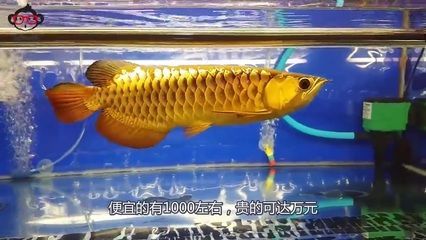 金龍魚張大嘴正常嗎：金龍魚偶爾張大嘴可能是正常的但也可能是某些問題的表現