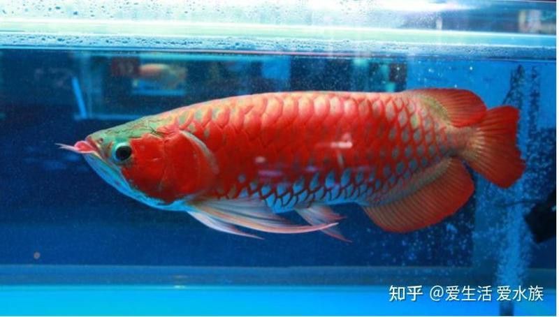 如何判斷龍魚是否缺鈣？