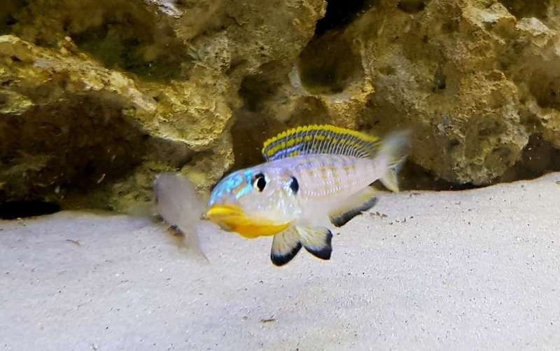黃龍魚怎么繁殖 黃龍魚怎么繁殖 龍魚百科 第4張