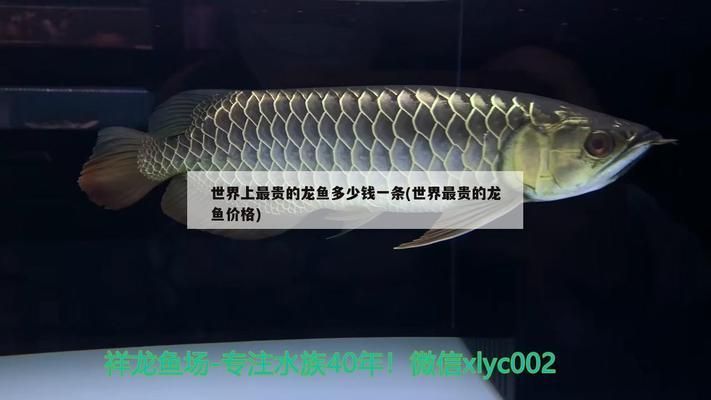 龍魚最貴價格：世界上最貴的觀賞魚價格及其價格詳情，血紅龍魚的飼養(yǎng)技巧 龍魚最貴價格：世界上最貴的觀賞魚價格及其價格詳情，血紅龍魚的飼養(yǎng)技巧 龍魚百科 第1張