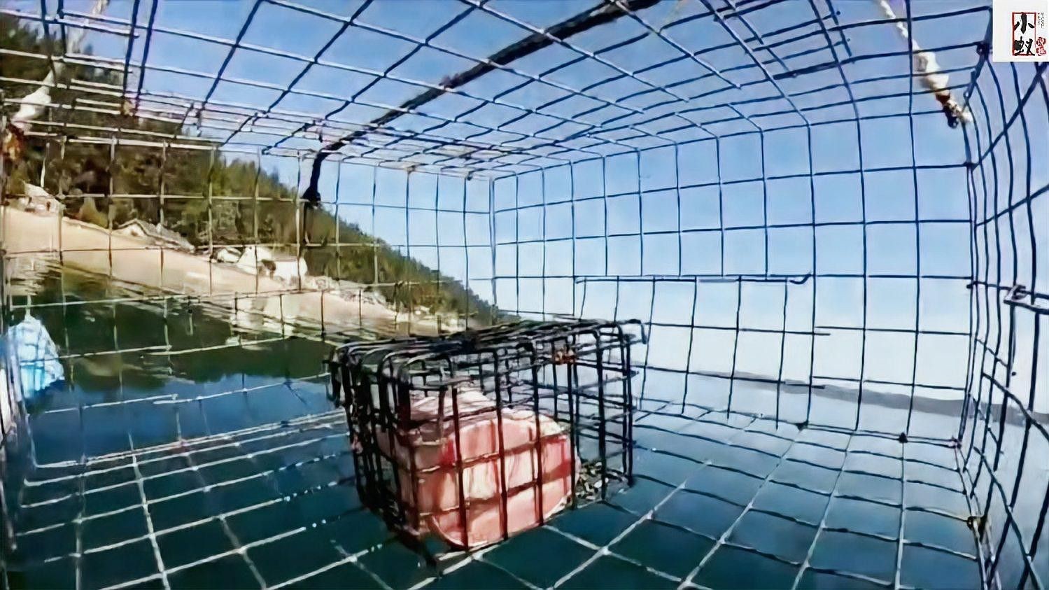 紅龍魚死后多久會開始腐敗？