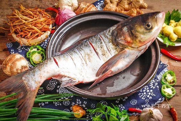 紅龍魚死后多久會開始腐??？