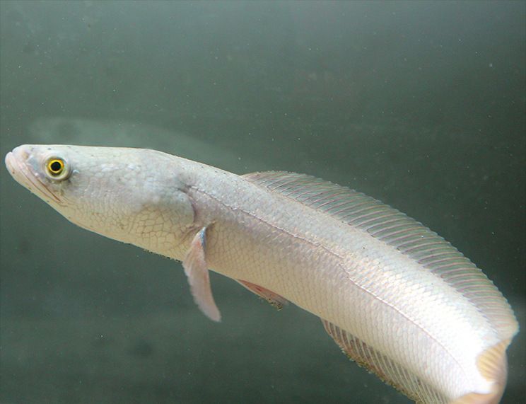 雷龍魚是冷水魚嗎，關(guān)于雷龍魚的一些詳細(xì)信息