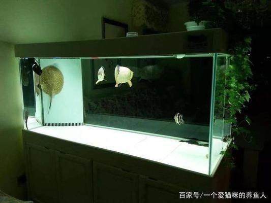 龍魚好養嗎龍魚怎么養：龍魚養殖需要注意的事項，