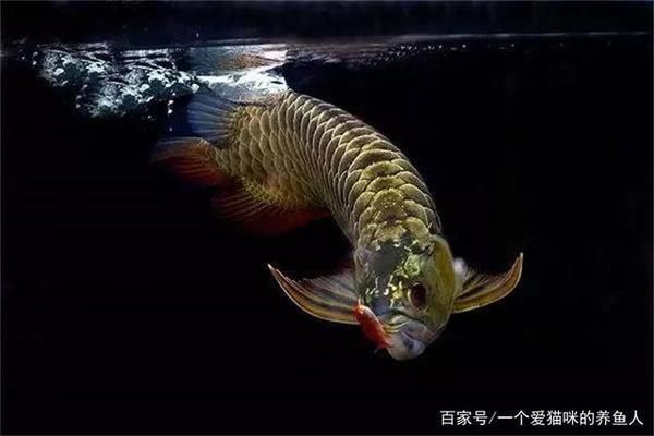 龍魚好養嗎龍魚怎么養：龍魚養殖需要注意的事項，