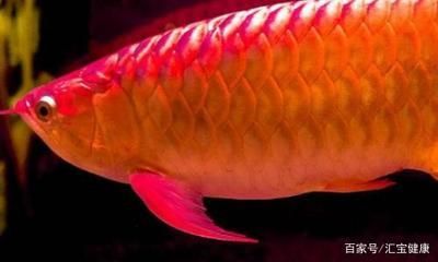 最貴的龍魚是什么品種的魚：最貴的龍魚品種是什么？