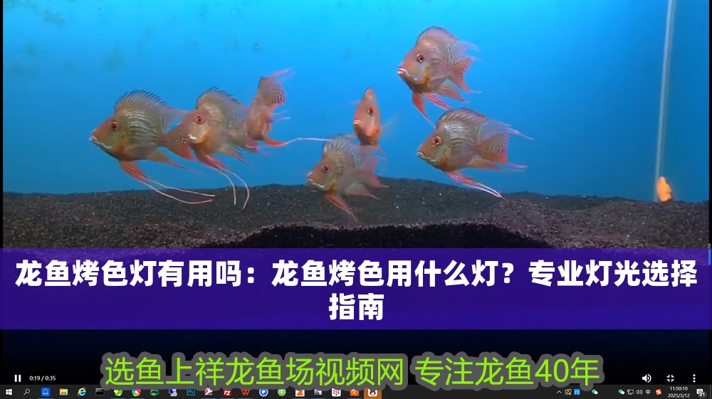龍魚烤色燈有用嗎：龍魚烤色用什么燈？專業燈光選擇指南 龍魚烤色燈有用嗎：龍魚烤色用什么燈？專業燈光選擇指南 龍魚百科 第1張