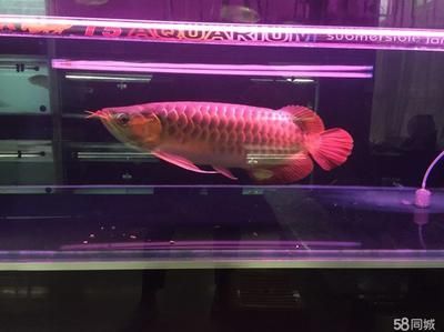 描述紅龍魚的句子唯美：紅龍魚在水中游動的姿態輕盈而優雅，如夢如幻的世界