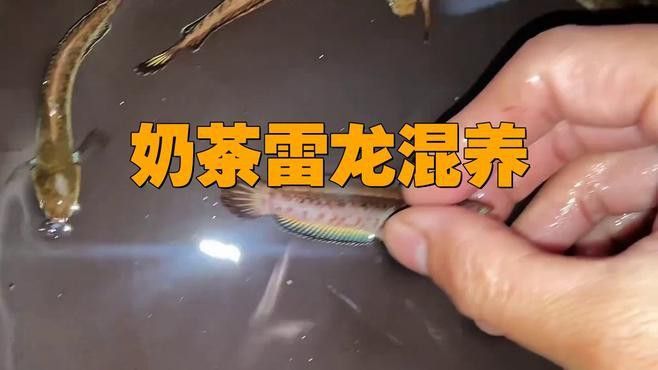七彩雷龍魚能混養嗎