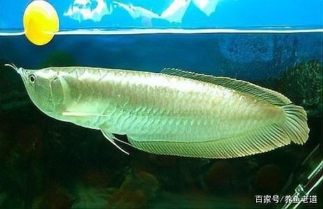 龍魚不吃飼料不吃活食怎么辦