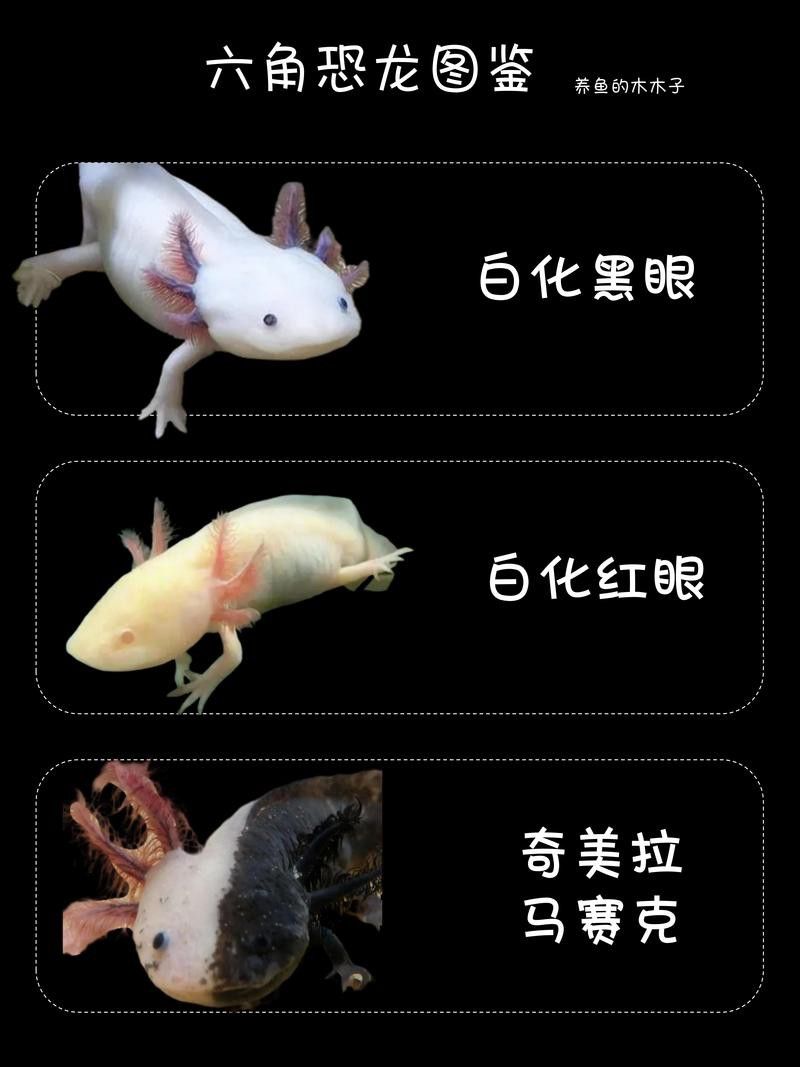 恐龍魚和恐龍王魚區別圖片對比大全