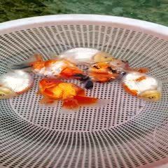 賽級金魚價格表
